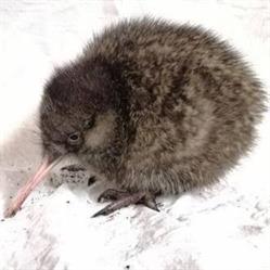 New Zealand Conservation Trust