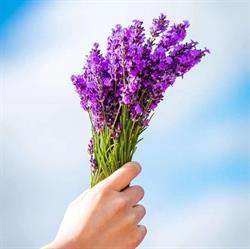 NZLavender Limited