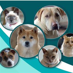 KTown Community Animal Welfare Op Shop