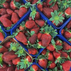 Shirley's Strawberries