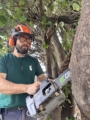Tree care Christchurch ecocare