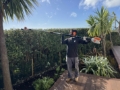 Ecocare hedge trimming Christchurch