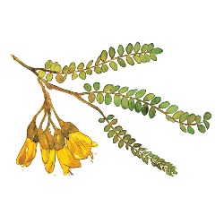 Naturescapes Ltd - Auckland Garden Services