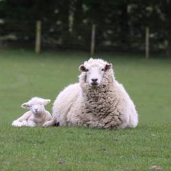 Benlea Farm Tours
