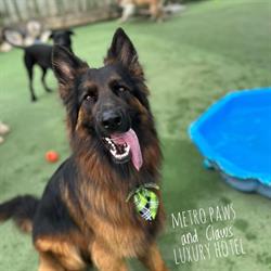 Metro Paws and Claws Luxury Pet Hotel
