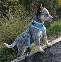 Scruffy 2 Fluffy Dog Grooming Ltd