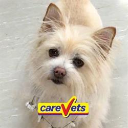 CareVets Glen Eden