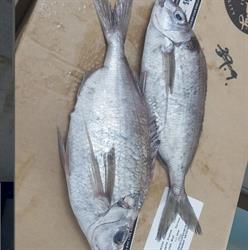 Polynesian Seafoods Fresh Fish