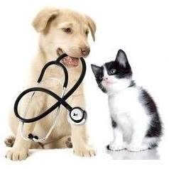 Manukau After Hours Veterinary Clinic