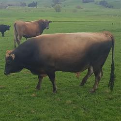 Loveabulls Service Bull Leasing