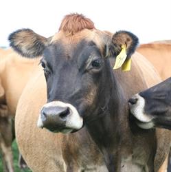 The Farm Vets