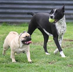 Playful Paws Pet Lodge