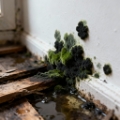 When Mould Eats Auckland Alive