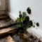 mould creeping into Auckland houses