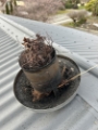Blocked chimney with birds nest