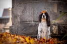 The Dog Groomer Christchurch Professional Grooming Services