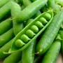 Peas Greenfeast