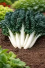 Silverbeet