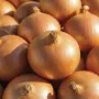 Brown Onion