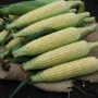 Sweetcorn