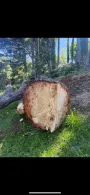 Log