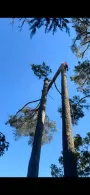 Tree 3