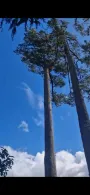 Tree 4