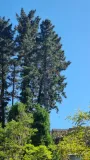 Tree 2