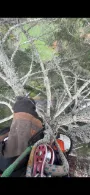Tree 5